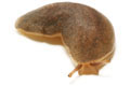 Laevicaulis alte semiadult